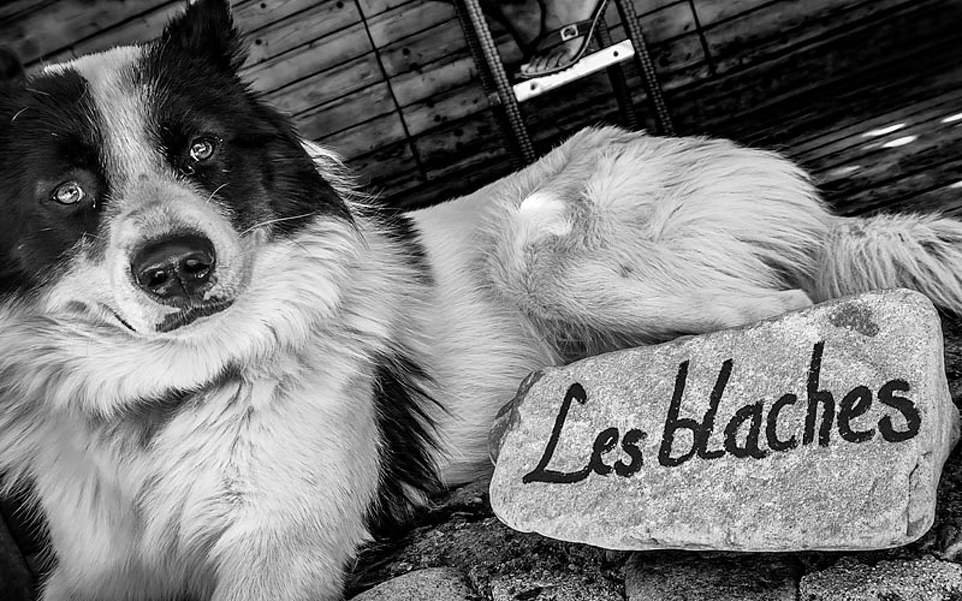 Photo en noir et blanc d'un chien au pelage épais couché sur des pavés, à côté d'une pierre sur laquelle est écrit « Les blaches ».
