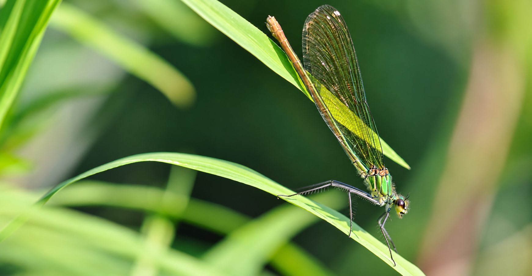 Une demoiselle aux ailes translucides et au corps vert métallique est posée sur une longue feuille verte.