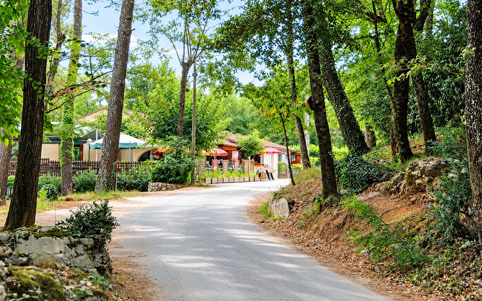 Une petite route goudronnée traverse une forêt de pins et mène à une terrasse de café ornée de parasols colorés.